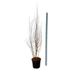 Beržas himalajinis jacquemontii (Lot Betula ut. jacquemontii) C30 175-200CM EXTRA - nuotrauka 1