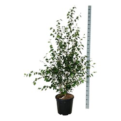 Beržas himalajinis jacquemontii (Lot Betula ut. jacquemontii) C30 175-200CM EXTRA - nuotrauka 2
