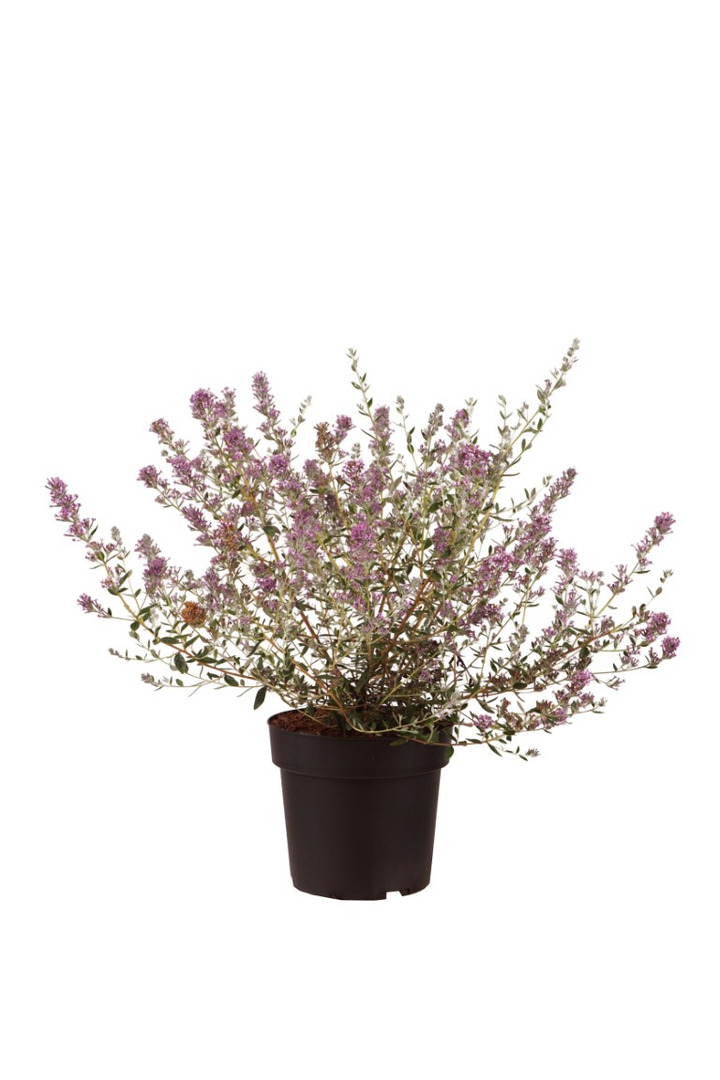 Budlėja pražangialapė (Lot Buddleja altern.) 'Unique' C4/P21