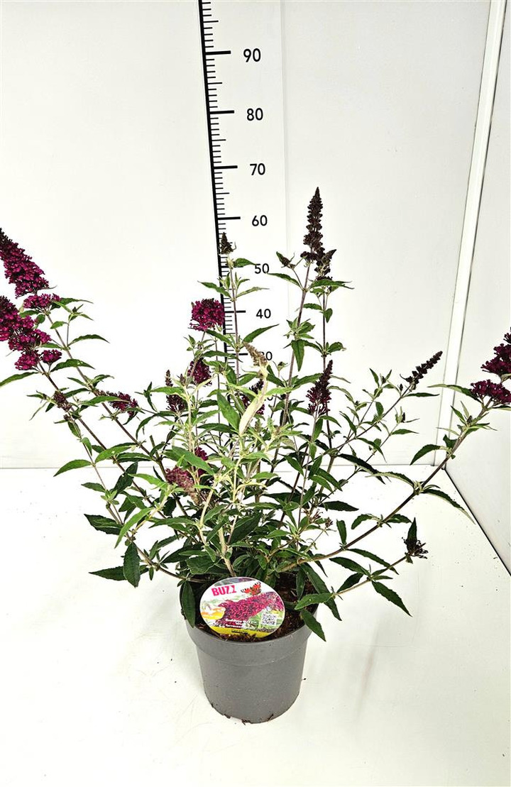 Budlėja (Lot Buddleja BUZZ) 'Wine' C3/P19