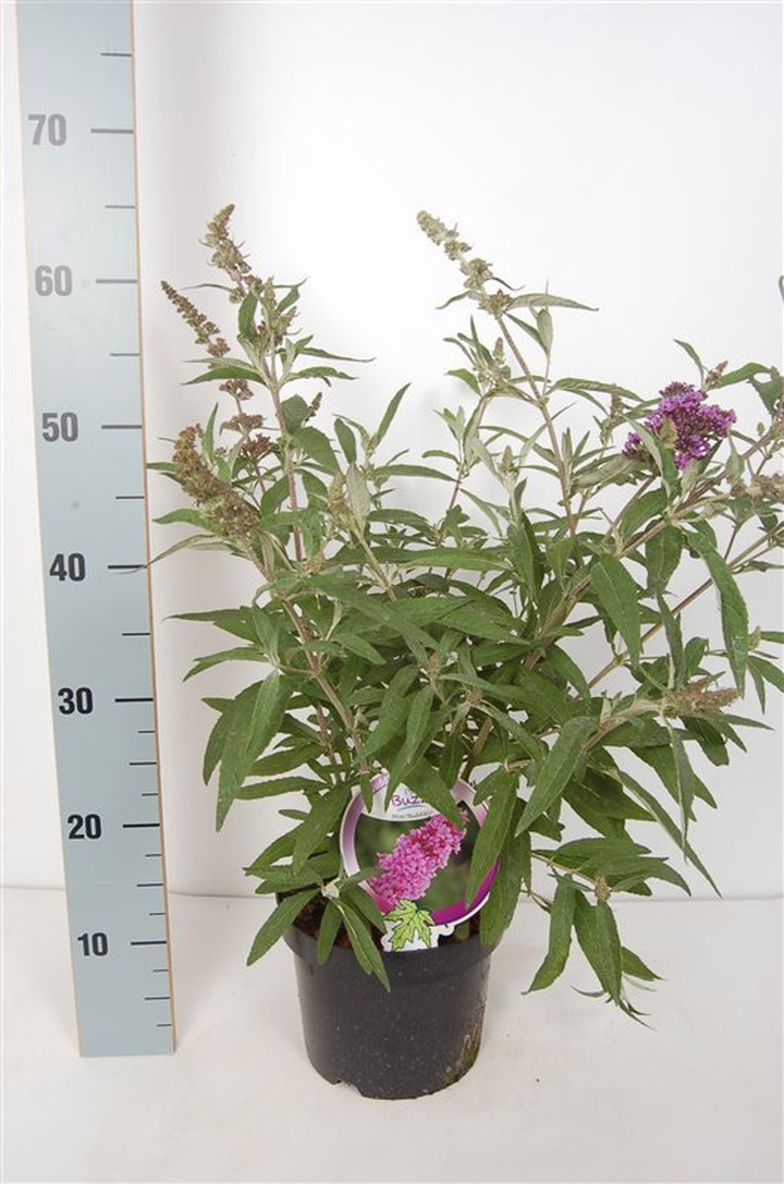 Budlėja (Lot Buddleja) 'Buzz Violet' C3/P19