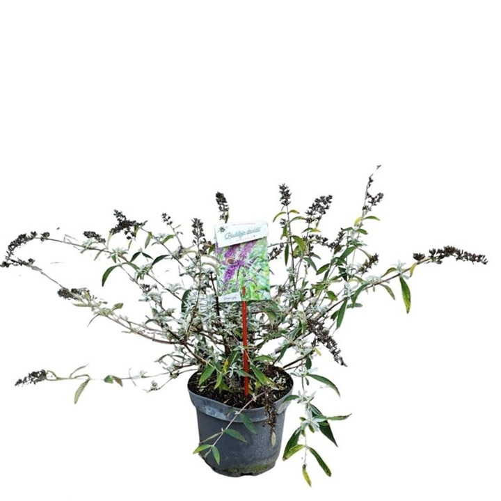 Budlėja Davido (Lot Buddleja d.) 'Border Beauty' C3/P19 40-50 CM