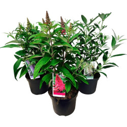Budlėja Davido (Lot Buddleja d.) 'Butterfly Candy Collection' C5/P23 30-40 CM