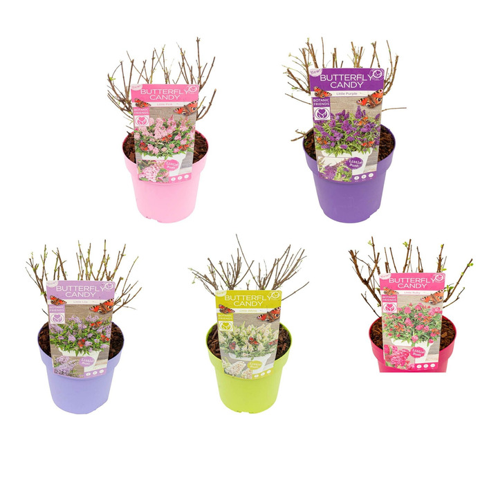 Budlėja Davido (Lot Buddleja d.) 'Butterfly Candy Collection' C3/P19 25/+ CM
