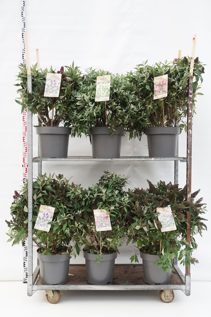 Budlėja Davido (Lot Buddleja d.) 'Butterfly Candy Collection' C12 60-80 CM 4x4 'Little Purple', 'Little Ruby', 'Lila Sweetheart'