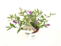 Budlėja Davido (Lot Buddleja d.) 'Blue Chip' C3/P19 25-30 CM