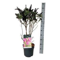 Budlėja Davido (Lot Buddleja d.) 'Butterfly Candy Little Cerise' C7,5/P26 50-60 CM - nuotrauka 1