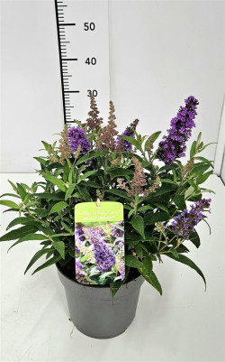 Budlėja Davido (Lot Buddleja d.) 'Butterfly Candy Little Cerise' C3/P19