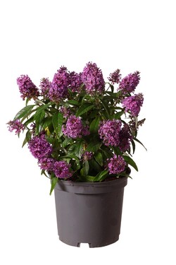 Budlėja Davido (Lot Buddleja d.) 'Butterfly Candy Little Lila' C3/P19 30-40 CM