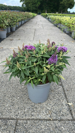 Budlėja Davido (Lot Buddleja d.) 'Butterfly Candy Little Lila' C7/P24 30-40 CM