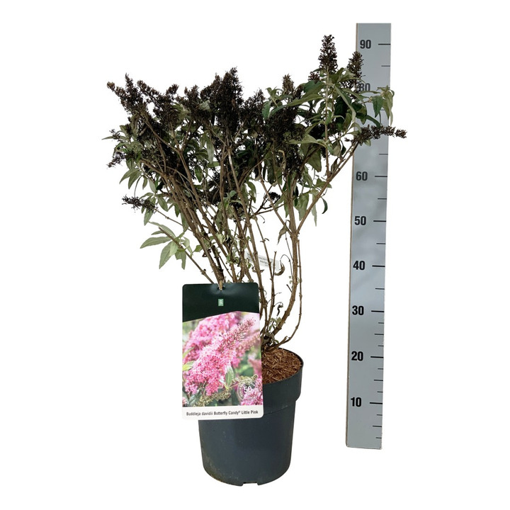 Budlėja Davido (Lot Buddleja d.) 'Butterfly Candy Little Pink' C7,5/P26 40-50 CM