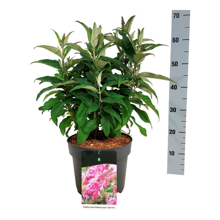 Budlėja Davido (Lot Buddleja d.) 'Butterfly Candy Little Pink' C7,5/P26 40-50 CM