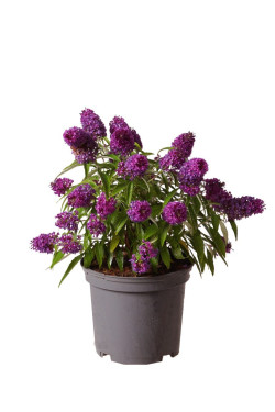 Budlėja Davido (Lot Buddleja d.) 'Butterfly Candy Little Purple' C3/P19 30-40 CM