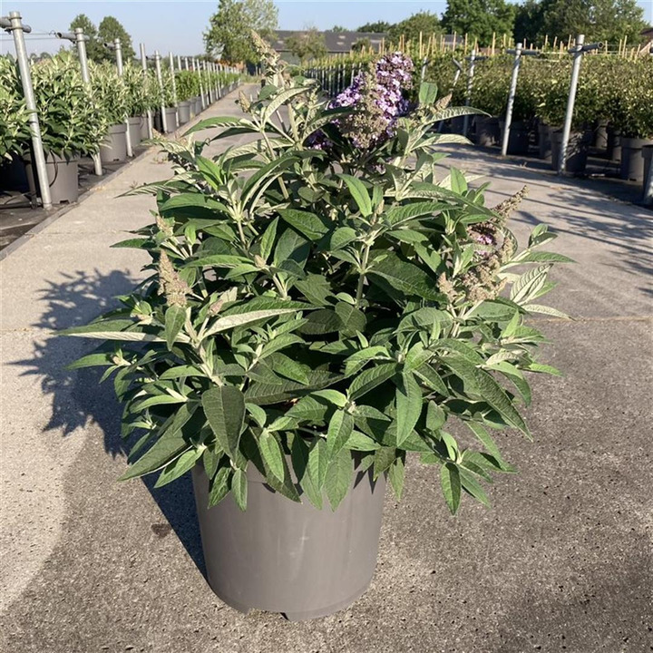 Budlėja Davido (Lot Buddleja d.) 'Butterfly Candy Little Purple' C12 60-80 CM