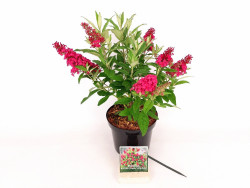 Budlėja Davido (Lot Buddleja d.) 'Butterfly Candy Little Ruby' C3/P19 25-30 CM