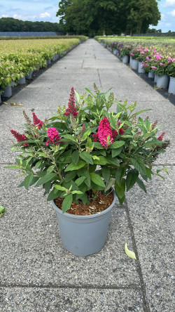 Budlėja Davido (Lot Buddleja d.) 'Butterfly Candy Little Ruby' C7/P24 30-40 CM