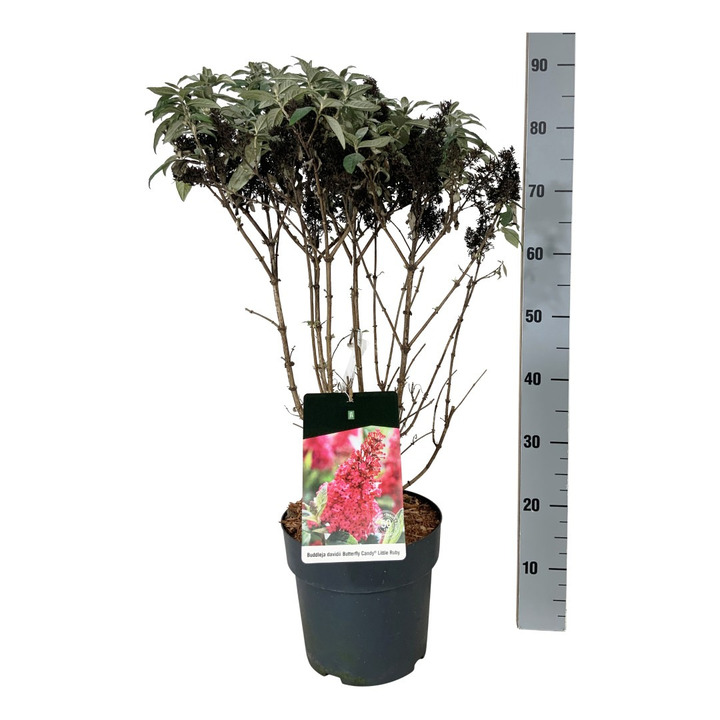 Budlėja Davido (Lot Buddleja d.) 'Butterfly Candy Little Ruby' C7,5/P26 50-60 CM