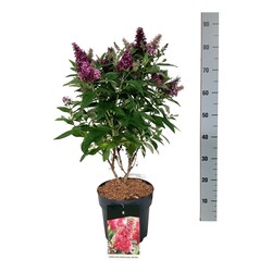 Budlėja Davido (Lot Buddleja d.) 'Butterfly Candy Little Ruby' C7,5/P26 50-60 CM - nuotrauka 2