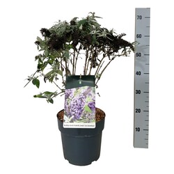Budlėja Davido (Lot Buddleja d.) 'Butterfly Candy Lila Sweetheart' C7,5/P26 40-50 CM - nuotrauka 1