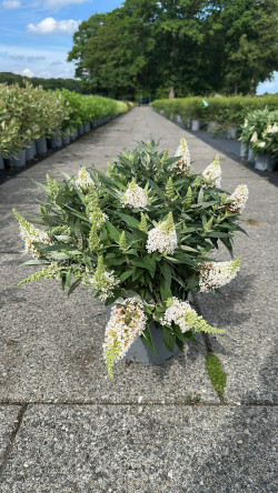 Budlėja Davido (Lot Buddleja d.) 'Butterfly Candy Little White' C7/P24 30-40 CM