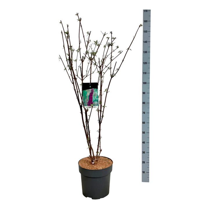 Budlėja Davido (Lot Buddleja d.) 'Black Knight' C15 100-125 CM