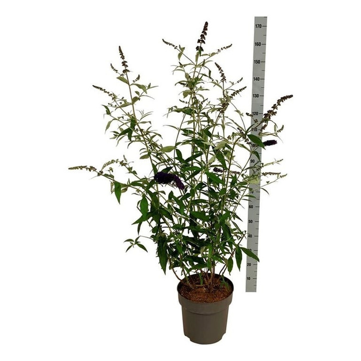Budlėja Davido (Lot Buddleja d.) 'Black Knight' C15 100-125 CM