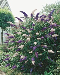 Budlėja Davido (Lot Buddleja dav. Duo) C2/P17