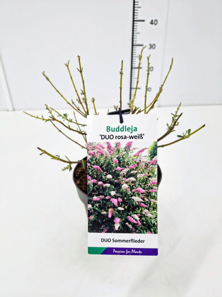 Budlėja Davido (Lot Buddleja dav. Duo) C2/P17