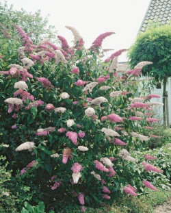 Budlėja Davido (Lot Buddleja dav. Duo) C2/P17 - nuotrauka 2