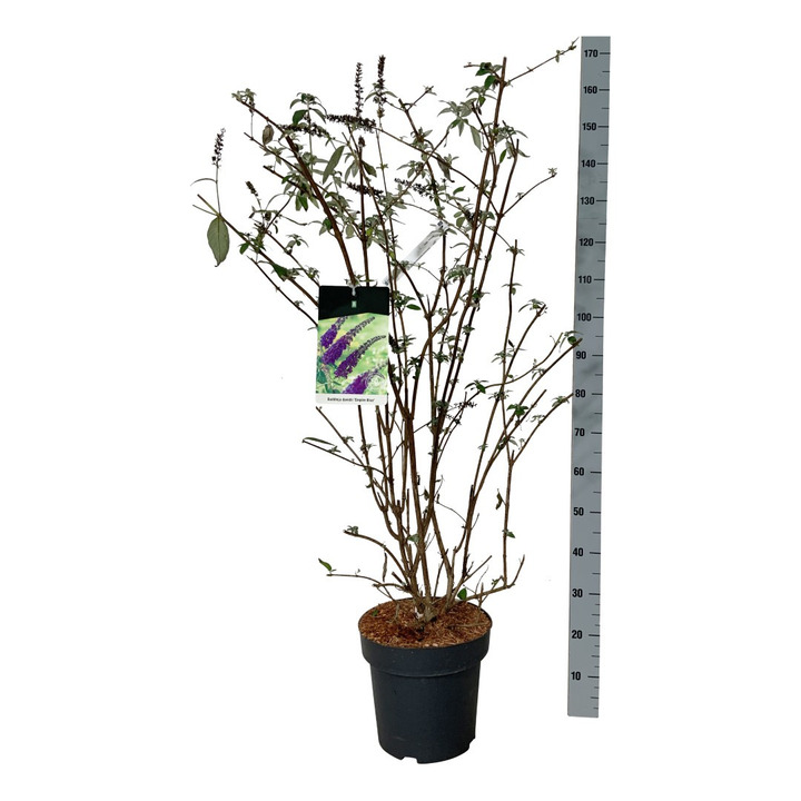Budlėja Davido (Lot Buddleja d.) 'Empire Blue' C15 100-125 CM