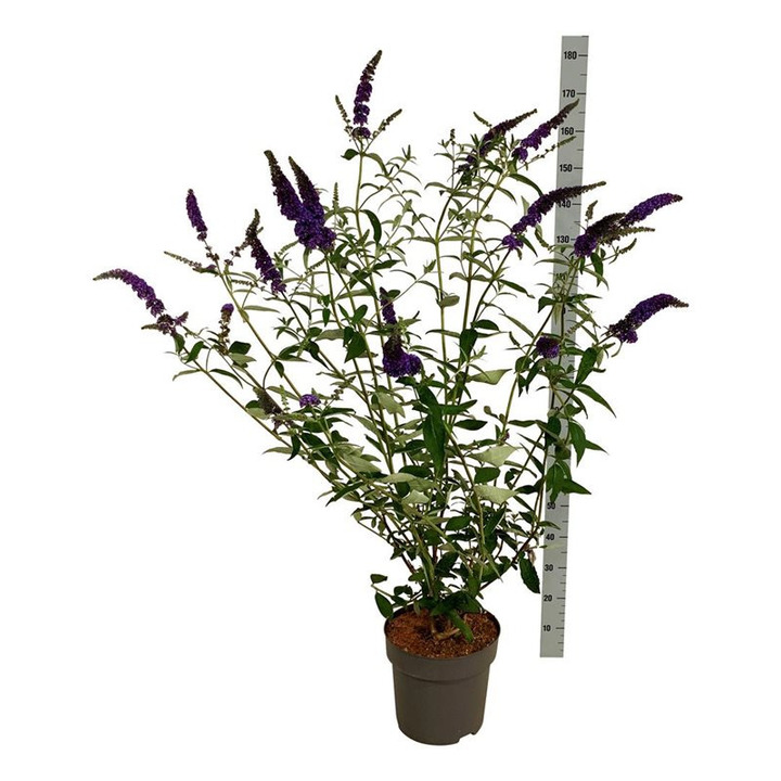 Budlėja Davido (Lot Buddleja d.) 'Empire Blue' C15 100-125 CM