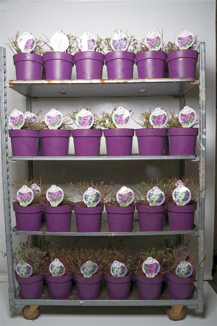 Budlėja Davido (Lot Buddleja d.) 'Free Petite' C5/P23 30-40 CM