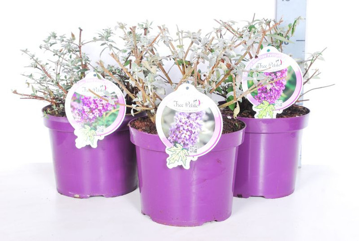 Budlėja Davido (Lot Buddleja d.) 'Free Petite' C5/P23 30-40 CM