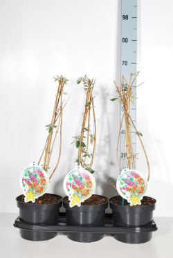 Budlėja Davido (Lot Buddleja d.) 'Flower Power' C3/P19 50-60 CM