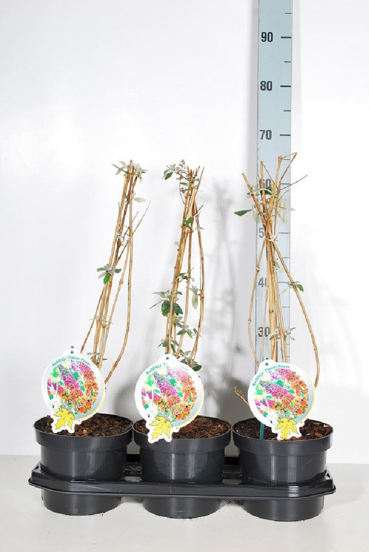 Budlėja Davido (Lot Buddleja d.) 'Flower Power' C3/P19 50-60 CM
