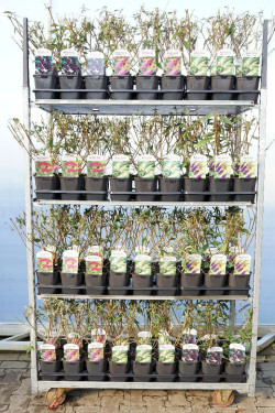 Budlėja Davido MIX (Lot Buddleja davidii) C2/P17