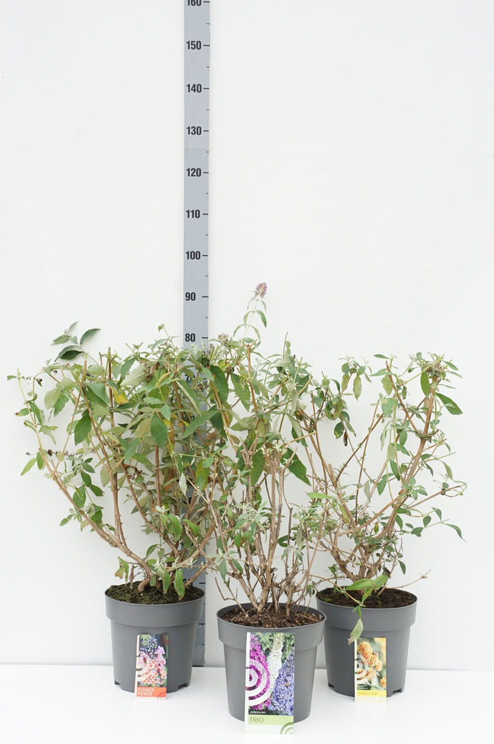Budlėja Davido MIX (Lot Buddleja davidii) C7,5/P26 50-60 CM