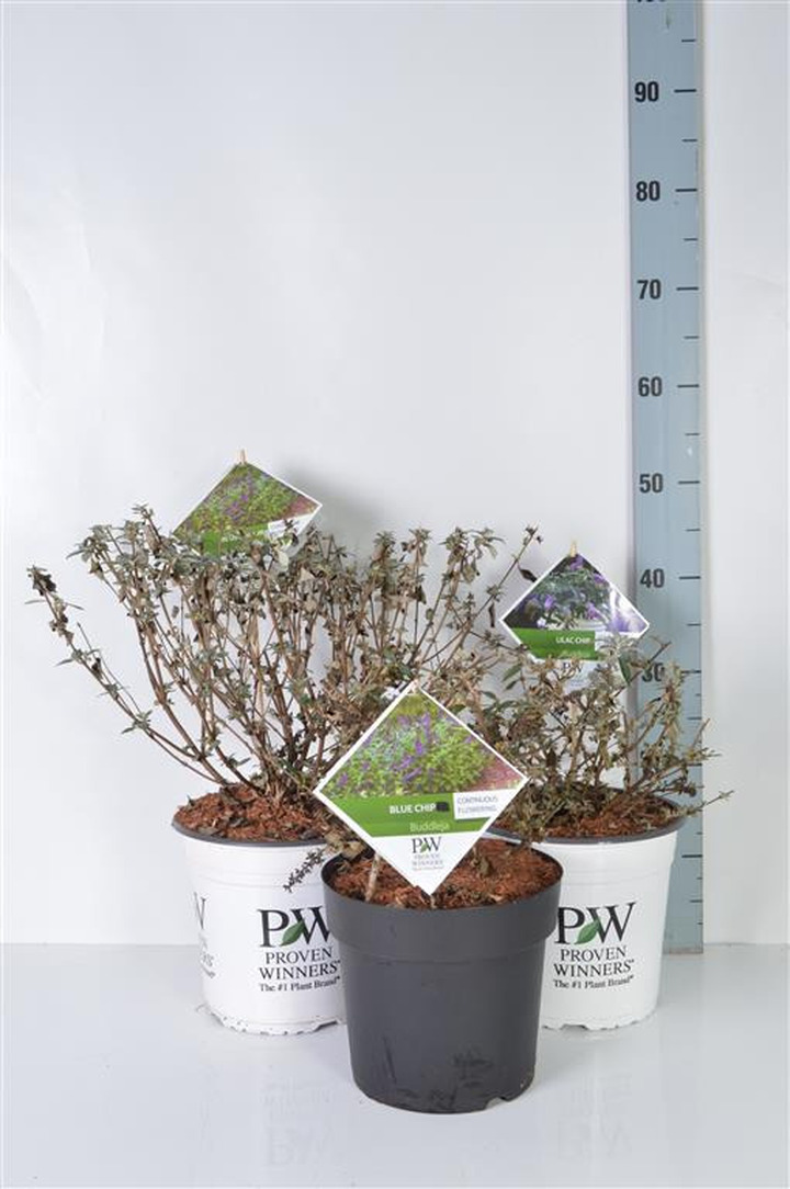 Budlėja Davido MIX (Lot Buddleja davidii) C3/P19 50-60 CM