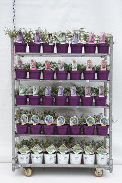Budlėja Davido MIX (Lot Buddleja davidii) C3/P19 25-30 CM