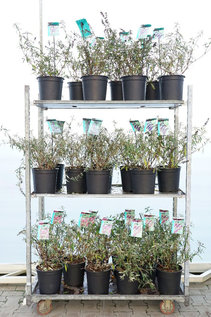 Budlėja Davido MIX (Lot Buddleja davidii) C7/P24 50-60 CM