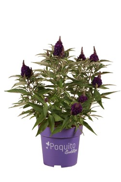 Budlėja Davido (Lot Buddleja d.) 'Midnight Whisper' C4/P21