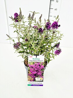 Budlėja Davido (Lot Buddleja d.) 'Octopus Magenta' C3/P19
