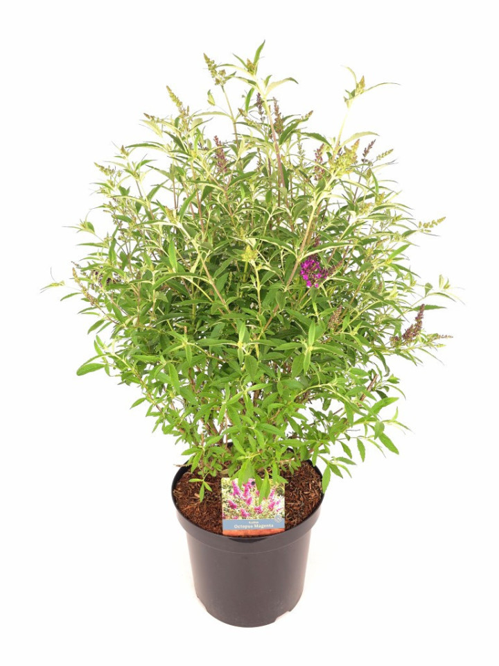 Budlėja Davido (Lot Buddleja d.) 'Octopus Magenta' C10 60-80 CM