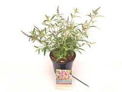 Budlėja Davido (Lot Buddleja d.) 'Octopus Magenta' C3/P19 30-40 CM