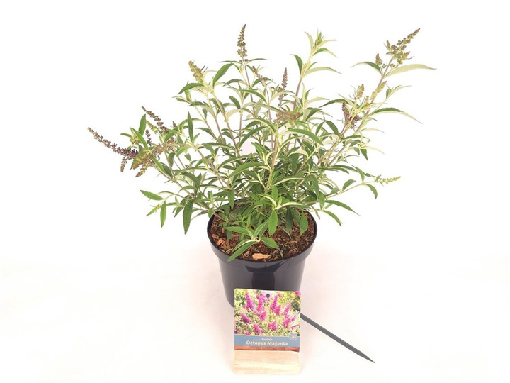Budlėja Davido (Lot Buddleja d.) 'Octopus Magenta' C3/P19 30-40 CM