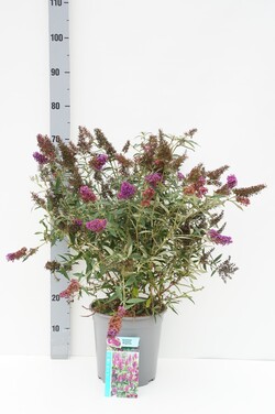 Budlėja Davido (Lot Buddleja d.) 'Octopus Magenta' C7/P24 40-50 CM