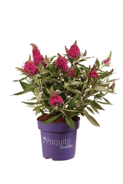 Budlėja Davido (Lot Buddleja d.) 'Pink Blush' C3/P19 30-40 CM