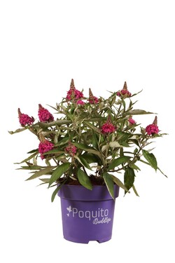 Budlėja Davido (Lot Buddleja d.) 'Pink Blush' C4/P21