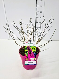 Budlėja Davido (Lot Buddleja d.) 'Prince Charming' C5/P23 - nuotrauka 1
