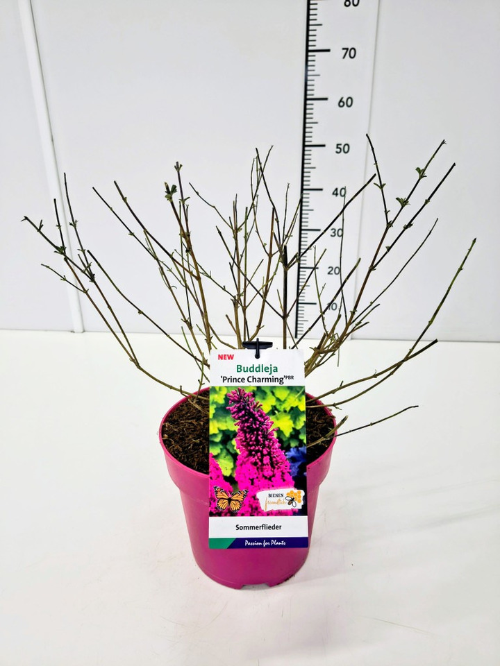 Budlėja Davido (Lot Buddleja d.) 'Prince Charming' C5/P23
